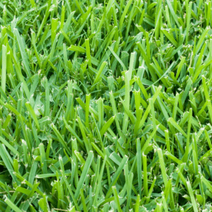 Bermuda grass 