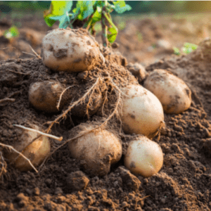 potato in garden 